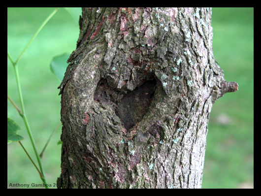  tree-heart.jpg